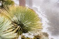 Chaparral Yucca (Hesperoyucca whipplei) growing on the slopes of Mt San Antonio, snow on the ground; Los Angeles county,