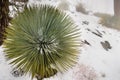 Chaparral Yucca (Hesperoyucca whipplei) growing on the slopes of Mt San Antonio, snow on the ground; Los Angeles county,