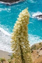 Chaparral yucca on the Pacific Coast, California