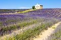 Chapel with lavender field Royalty Free Stock Photo