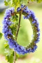 Chaplet from blue cornflowers