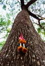 Chaplet on the trees Thai poeple believe in forest