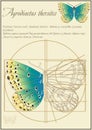 Chapman copper-butterfly lat. Agrodiaetus thersites. A series of vector illustrations imitating old sheets from a book about but Royalty Free Stock Photo