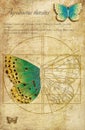 Chapman copper-butterfly lat. Agrodiaetus thersites. A series of vector illustrations imitating old sheets from a book about but Royalty Free Stock Photo