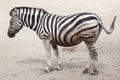 Chapman`s zebra Equus quagga chapmani. Royalty Free Stock Photo