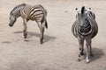 Chapman`s zebra Equus quagga chapmani. Royalty Free Stock Photo