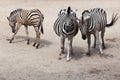 Chapman`s zebra Equus quagga chapmani Royalty Free Stock Photo