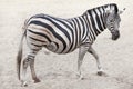 Chapman`s zebra Equus quagga chapmani Royalty Free Stock Photo