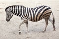 Chapman`s zebra Equus quagga chapmani Royalty Free Stock Photo