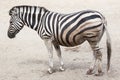 Chapman`s zebra Equus quagga chapmani. Royalty Free Stock Photo