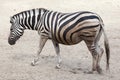 Chapman`s zebra Equus quagga chapmani. Royalty Free Stock Photo