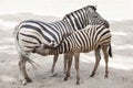 Chapman`s zebra Equus quagga chapmani. Royalty Free Stock Photo