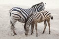 Chapman`s zebra Equus quagga chapmani. Royalty Free Stock Photo