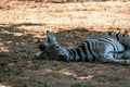 Chapman's zebra (Equus quagga chapmani), foal Royalty Free Stock Photo