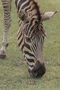 Chapman`s zebra, Equus quagga chapmani, plains zebra with pattern of black and white stripes. Portrait Vertical Close up