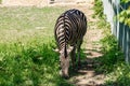 Chapman`s Zebra, a large ungulate animal from the horse family. Striped black and white color close-up. Living Royalty Free Stock Photo