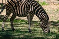 Chapman`s Zebra, a large ungulate animal from the horse family. Striped black and white color close-up. Living Royalty Free Stock Photo