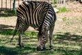 Chapman`s Zebra, a large ungulate animal from the horse family. Striped black and white color close-up. Living Royalty Free Stock Photo