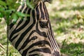 Chapman`s Zebra, a large ungulate animal from the horse family. Striped black and white color close-up Royalty Free Stock Photo