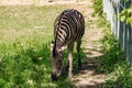 Chapman`s Zebra, a large ungulate animal from the horse family. Striped black and white color close-up Royalty Free Stock Photo