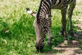 Chapman`s Zebra, a large ungulate animal from the horse family. Striped black and white color close-up Royalty Free Stock Photo