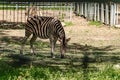 Chapman`s Zebra, a large ungulate animal from the horse family. Striped black and white color close-up. Living Royalty Free Stock Photo