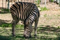 Chapman`s Zebra, a large ungulate animal from the horse family. Striped black and white color close-up. Living Royalty Free Stock Photo
