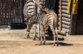 Chapman& x27;s zebra & x28;Equus quagga chapmani& x29; mare and foal Royalty Free Stock Photo