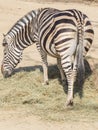 Chapman Zebra eating grass, Equus Burchelli Chapmani