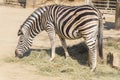 Chapman Zebra eating grass, Equus Burchelli Chapmani