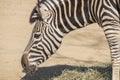 Chapman Zebra eating grass, Equus Burchelli Chapmani