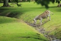 Chapman zebra
