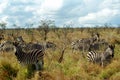 Chapman-zebras, Kruger National Park, South African Republic Royalty Free Stock Photo