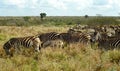 Chapman-zebras, Kruger National Park, South African Republic Royalty Free Stock Photo