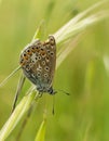 Chapmans Blue butterfly on grass stem Royalty Free Stock Photo