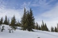 Chapped spruce on the way to the top of the highest mountain Mount Hoverla- Ukraine winter Royalty Free Stock Photo
