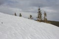 Chapped spruce on the way to the top of the highest mountain Mount Hoverla- Ukraine winter