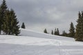 Chapped spruce on the way to the top of the highest mountain Mount Hoverla- Ukraine winter