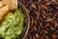 Chapulines, grasshoppers and guacamole snack traditional Mexican cuisine from Oaxaca mexico Royalty Free Stock Photo