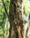 Hand feeding a squirrel in Chapultepec Mexico Royalty Free Stock Photo