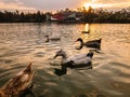 Sunset at Chapultepec lake Royalty Free Stock Photo