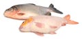 Tambaqui Pacu Fish. Live, peru. Royalty Free Stock Photo