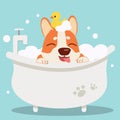 The character cute corgi dog taking a bath with bathtub.it look very happy .The corgi dog sitting in the bathtub with yellow Royalty Free Stock Photo