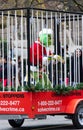 The character from the movie `How the Grinch Stole Christmas` is locked in the Cage during The Santa Claus Parade