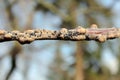 Characteristic damage to apple shoot caused by feeding by Woolly apple aphids or American blight Eriosoma lanigerum. Royalty Free Stock Photo