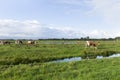 A characteristic dutch landscape with cows