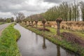 Characteristic Dutch landscape with newly pruned pollard willow trees