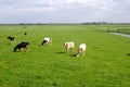 Characteristic Dutch polder landscape, meadows & cows,Netherlands Royalty Free Stock Photo