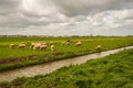 Characteristic Dutch polder landscape with sheep and a ditch