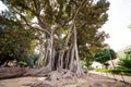 Characteristic ficus tree in Palermo botanical garden, Sicily, Italy